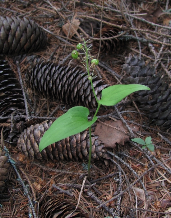 Image of Maianthemum bifolium specimen.