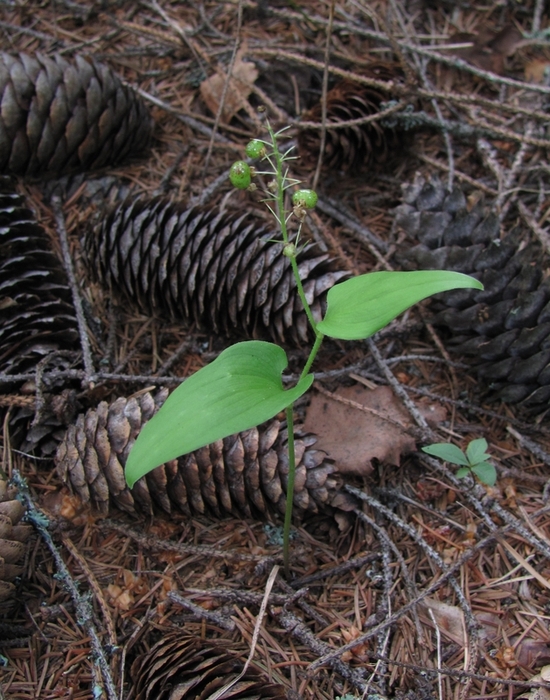 Изображение особи Maianthemum bifolium.