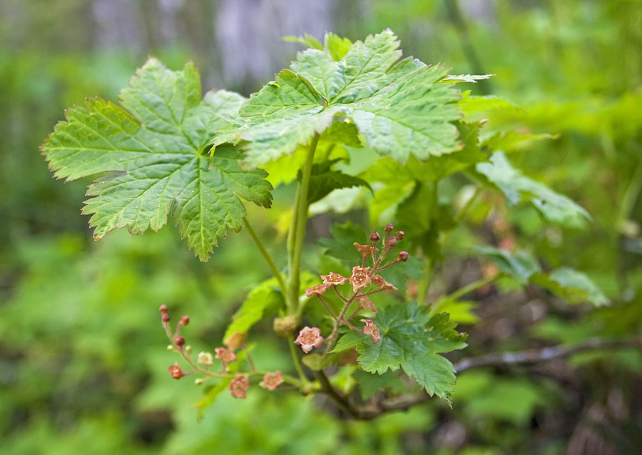 Изображение особи Ribes sachalinense.
