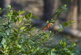 Ilex rugosa