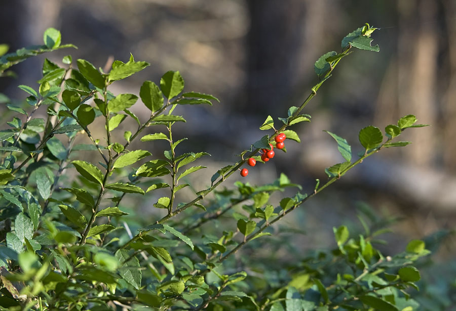 Изображение особи Ilex rugosa.