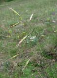 Bromopsis cappadocica