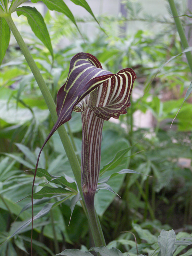 Image of Arisaema erubescens specimen.