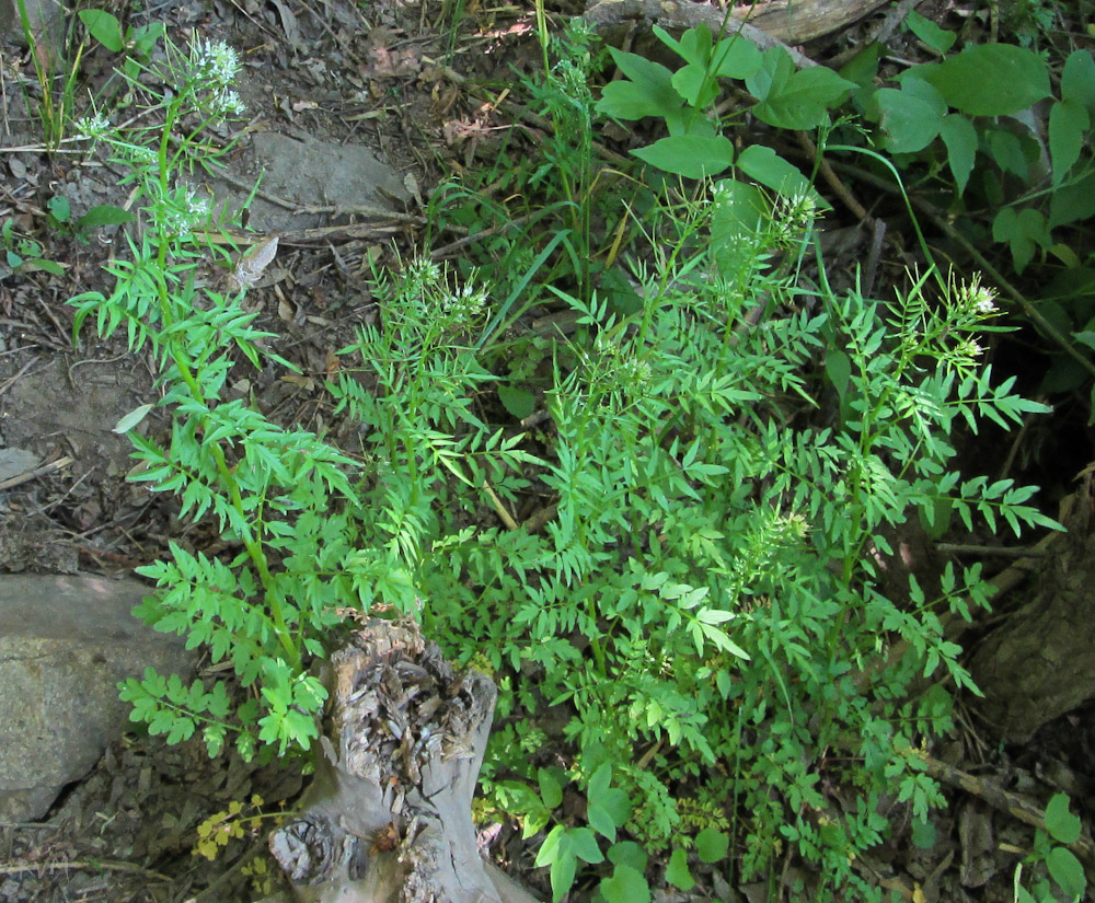 Изображение особи Cardamine impatiens.