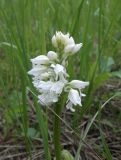 Orchis militaris