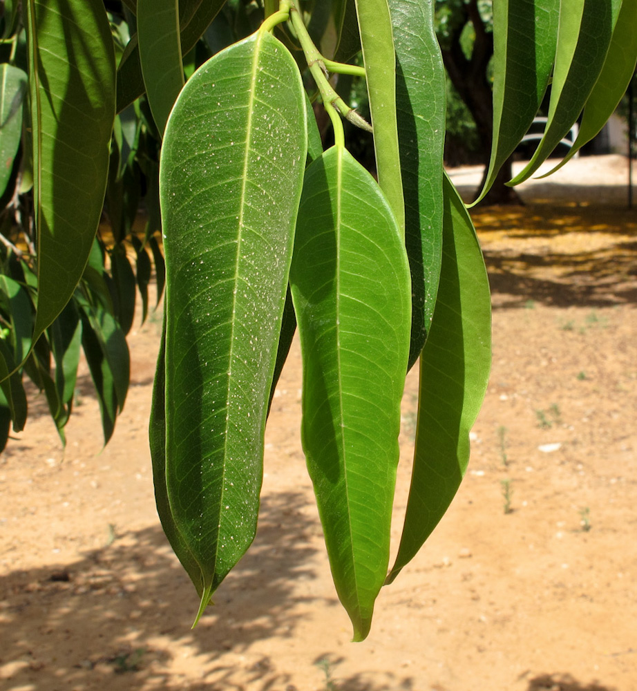 Изображение особи Ficus binnendijkii.