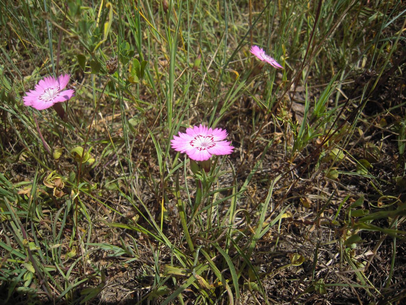 Изображение особи Dianthus caucaseus.