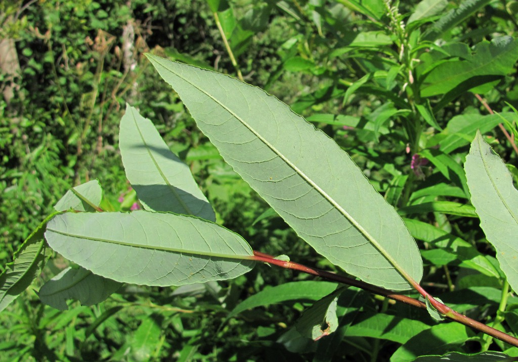 Image of genus Salix specimen.