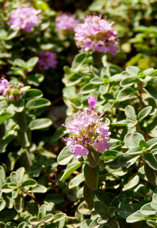 Изображение особи Thymus nummularius.