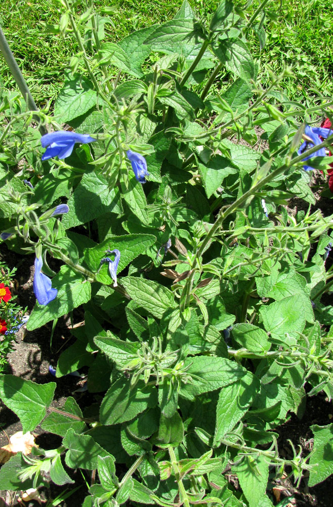 Image of genus Salvia specimen.