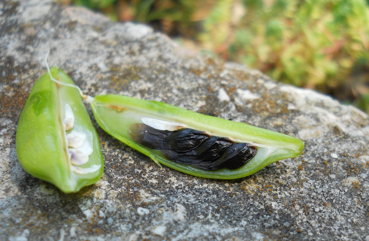 Image of Agapanthus africanus specimen.