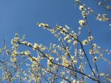 Prunus ussuriensis