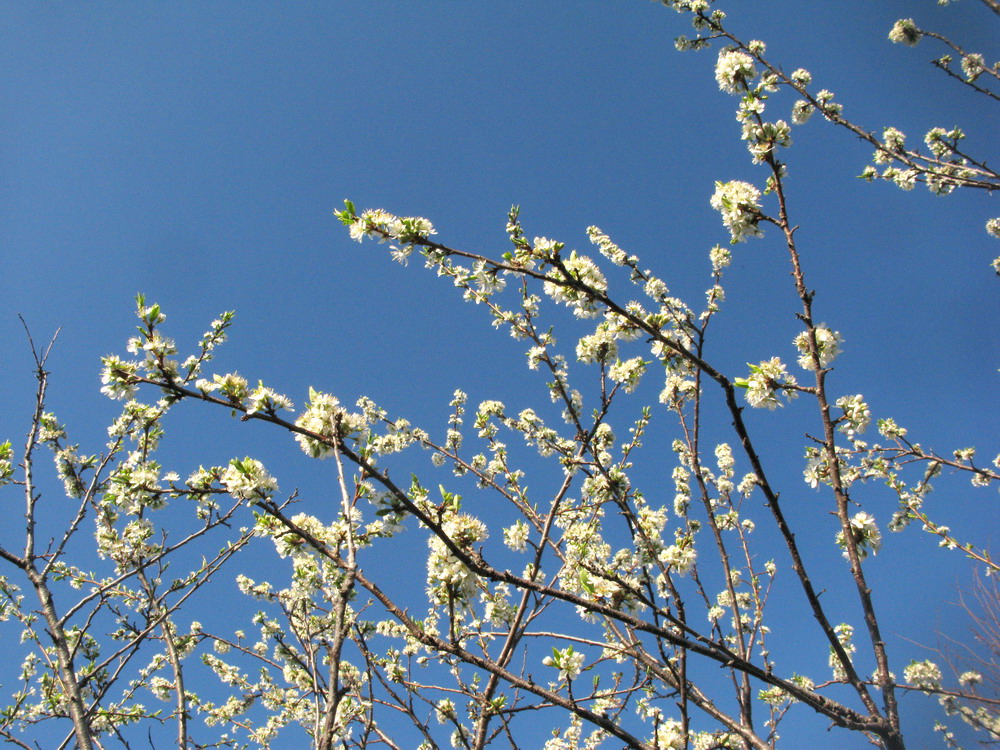 Изображение особи Prunus ussuriensis.