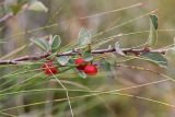Cotoneaster integerrimus