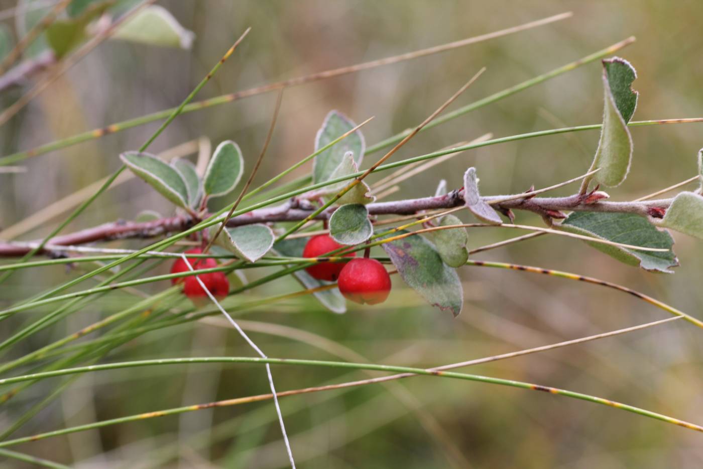 Изображение особи Cotoneaster integerrimus.