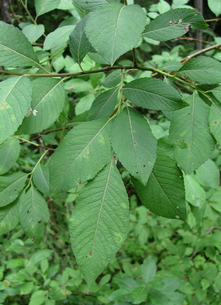 Изображение особи Salix &times; coriacea .