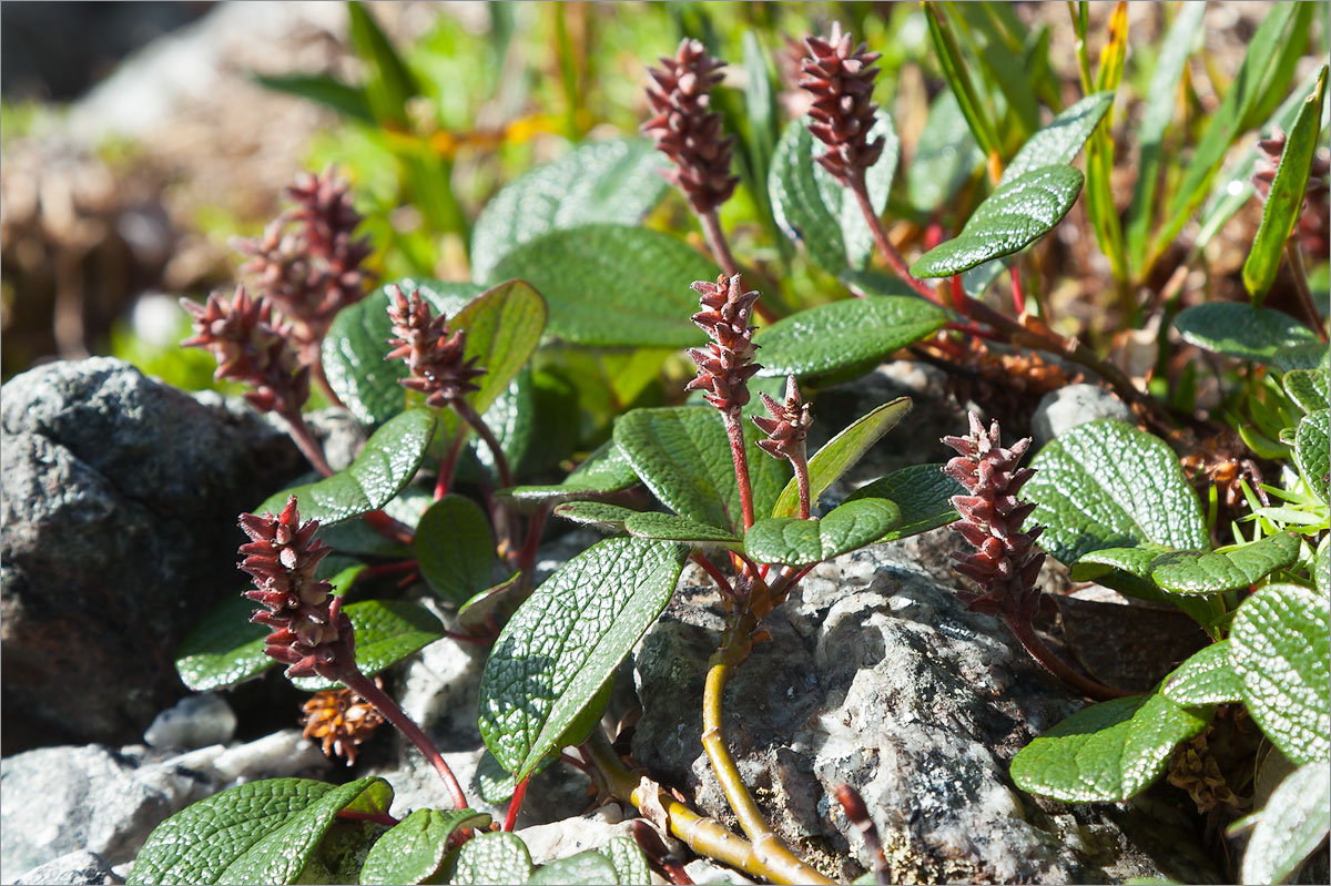 Изображение особи Salix reticulata.