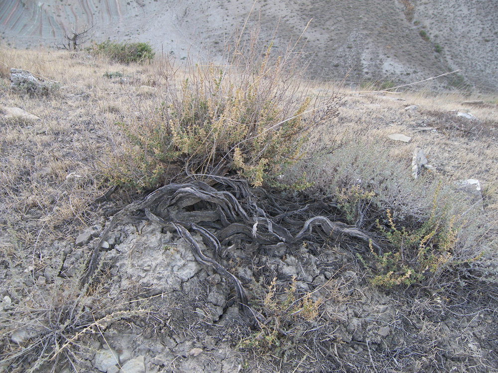 Image of Salsola ericoides specimen.