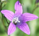 Campanula patula. Цветок (типичный). Пойменный луг в Лужском р-не Ленинградской обл., середина июня.