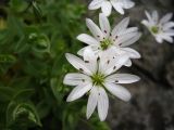 Stellaria ruscifolia