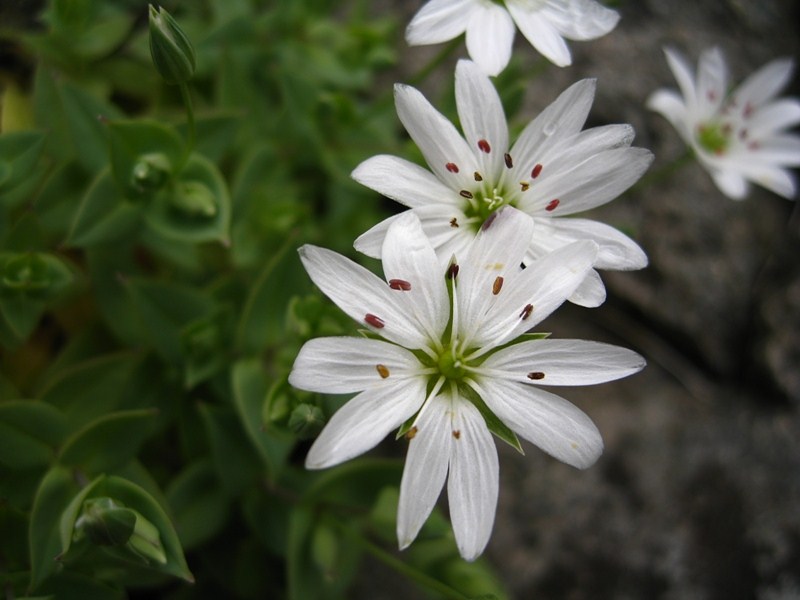 Image of Stellaria ruscifolia specimen.