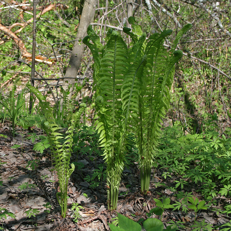 Image of Matteuccia struthiopteris specimen.