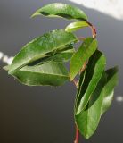Lauro-cerasus lusitanica. Листья. Гeрмания, г. Кемпен, в культуре. 11.11.2012.