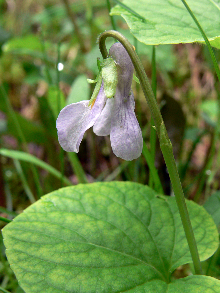Image of Viola epipsila specimen.