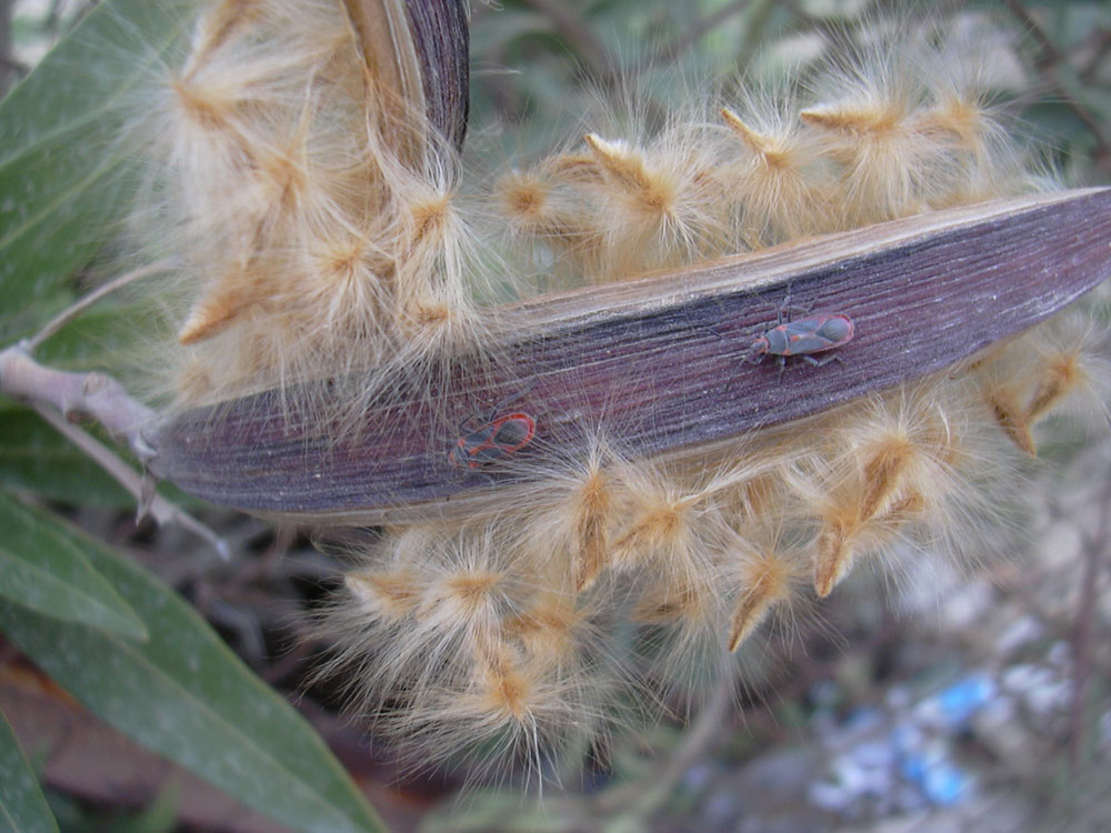 Image of Nerium oleander specimen.