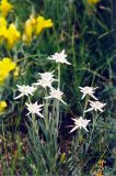 Leontopodium conglobatum. Цветущие растения. Хакасия, степь в районе Cалбыкского кургана. Июль 2004 г.
