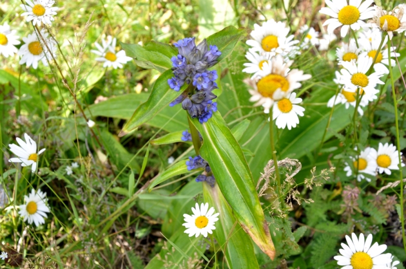 Image of Gentiana macrophylla specimen.