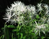 Thalictrum contortum. Соцветие. Иркутская обл., г. Бодайбо, правый берег р. Витим, заросли кустарника вдоль дачного забора. 07.07.2012.