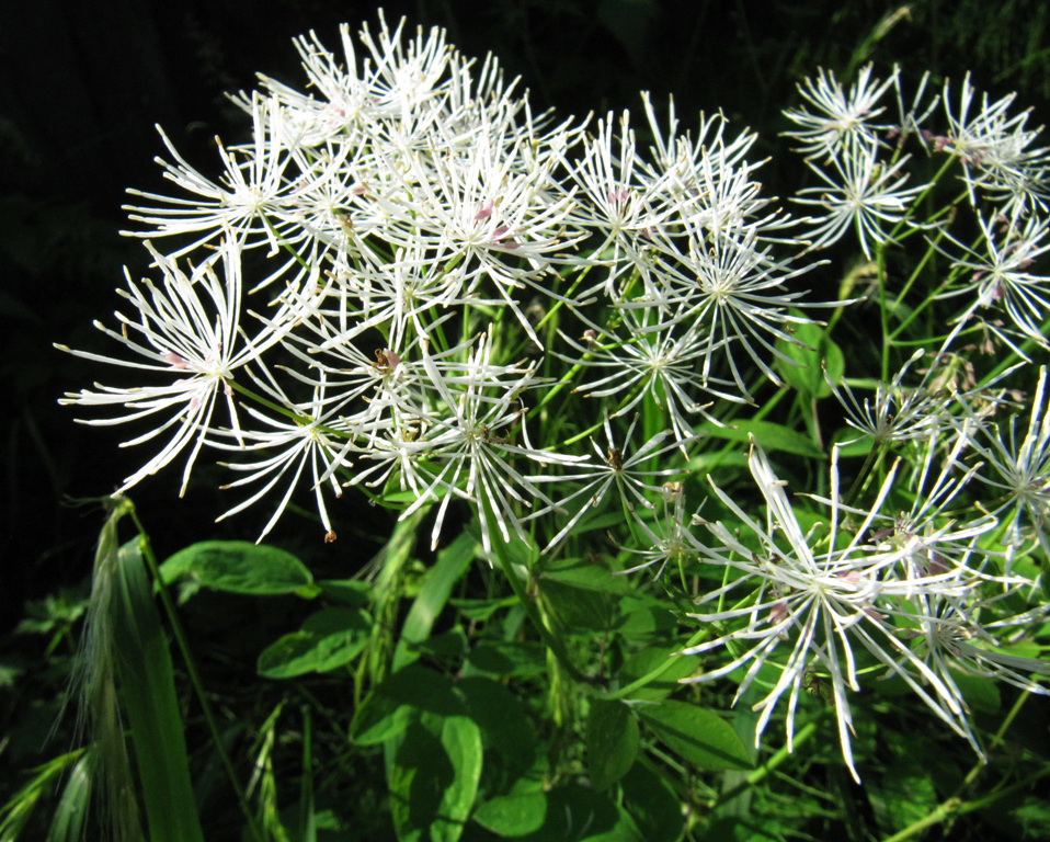 Изображение особи Thalictrum contortum.