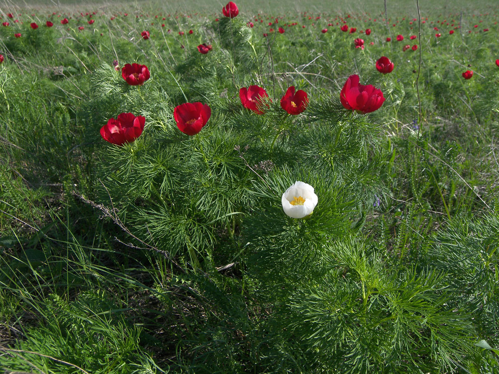 Изображение особи Paeonia tenuifolia.