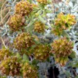 Teucrium aureum