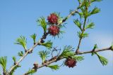 Larix sibirica. Ветви с молодыми шишками. Ленинградская обл., Ломоносовский р-н, окр. дер. Низино, берег Шингарского пруда. 13.05.2012.