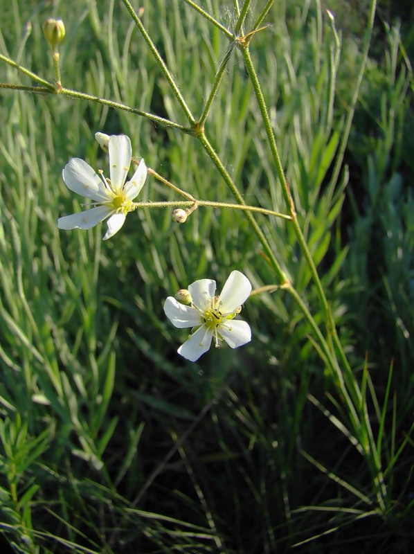 Image of Eremogone biebersteinii specimen.