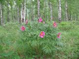 Paeonia anomala