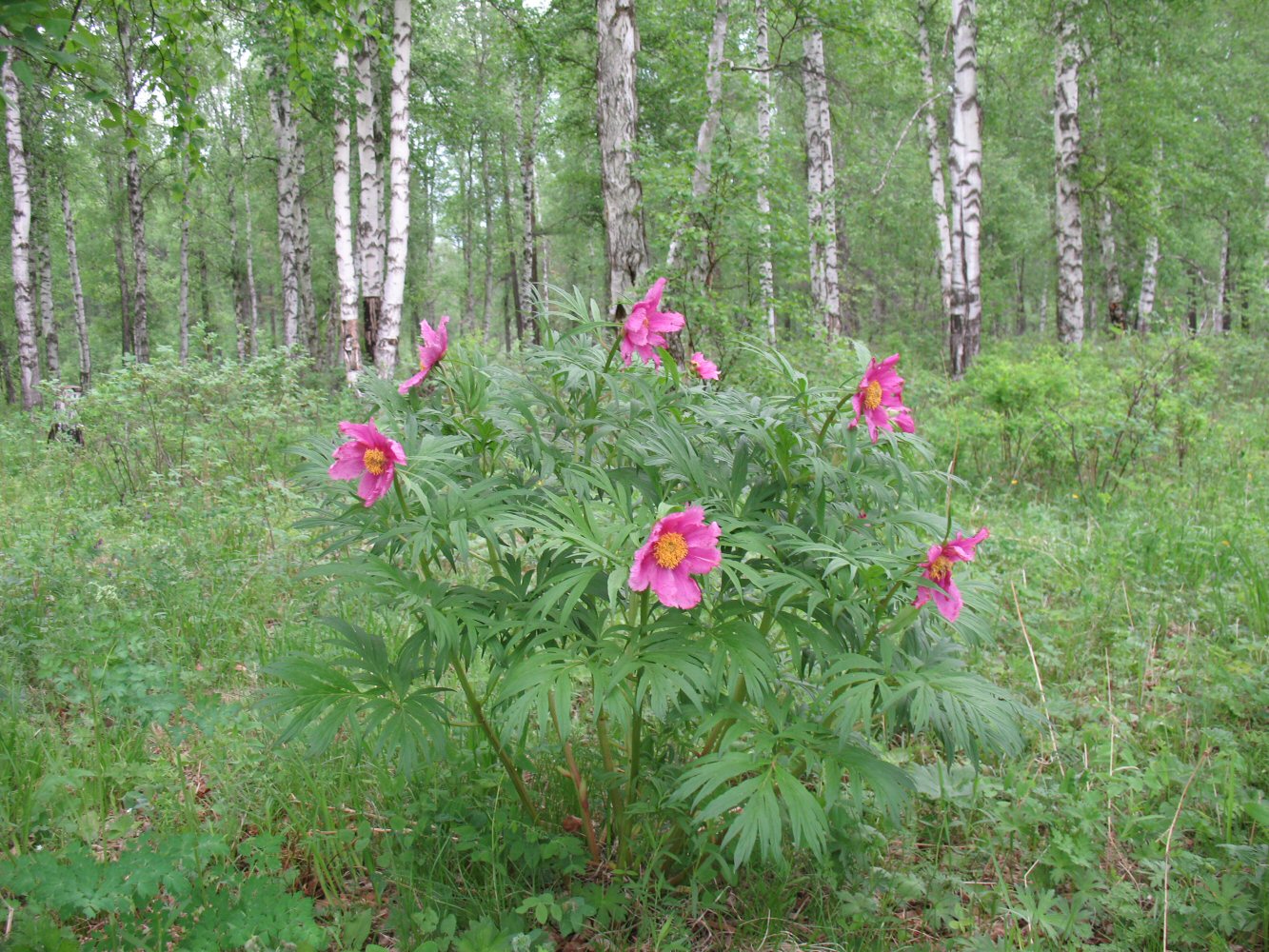 Изображение особи Paeonia anomala.