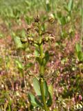 Menyanthes trifoliata