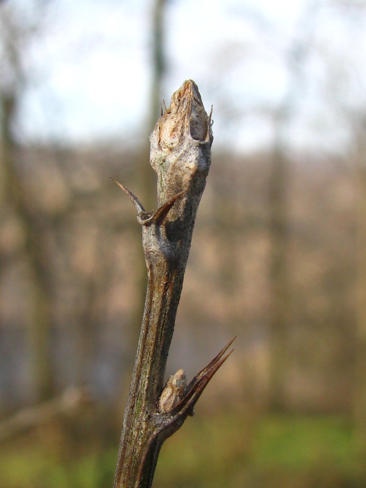 Image of Caragana arborescens specimen.