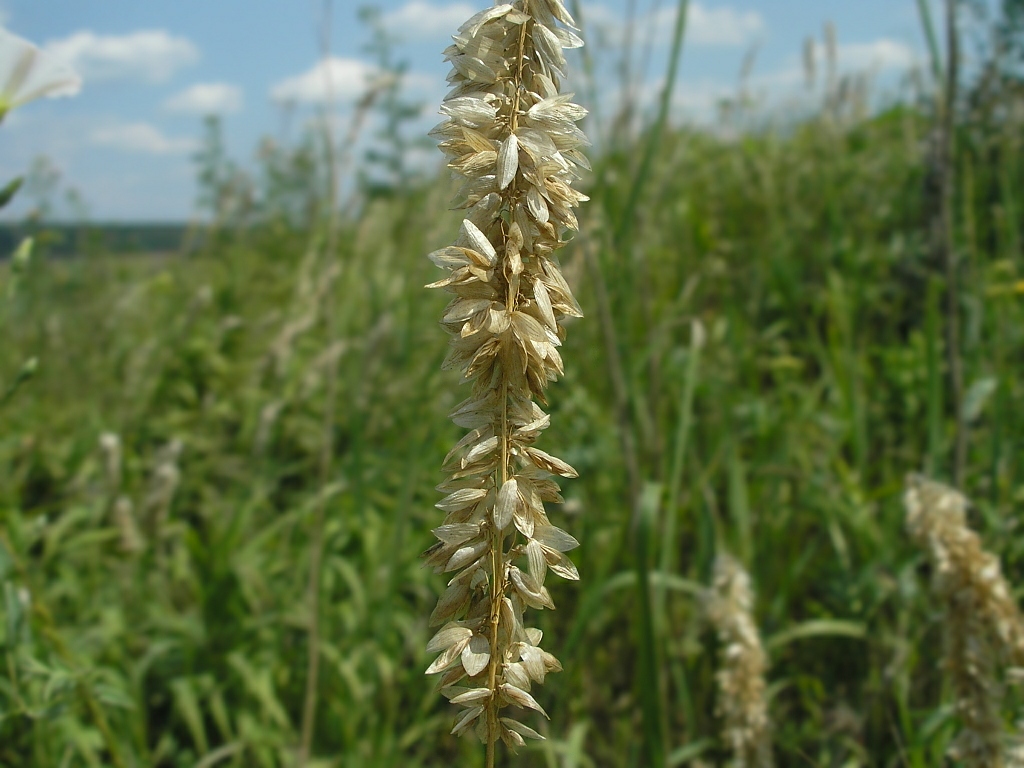 Image of Melica altissima specimen.