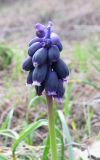 Muscari neglectum
