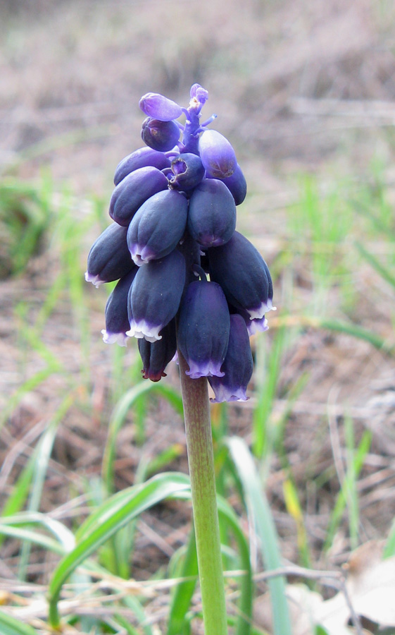 Изображение особи Muscari neglectum.