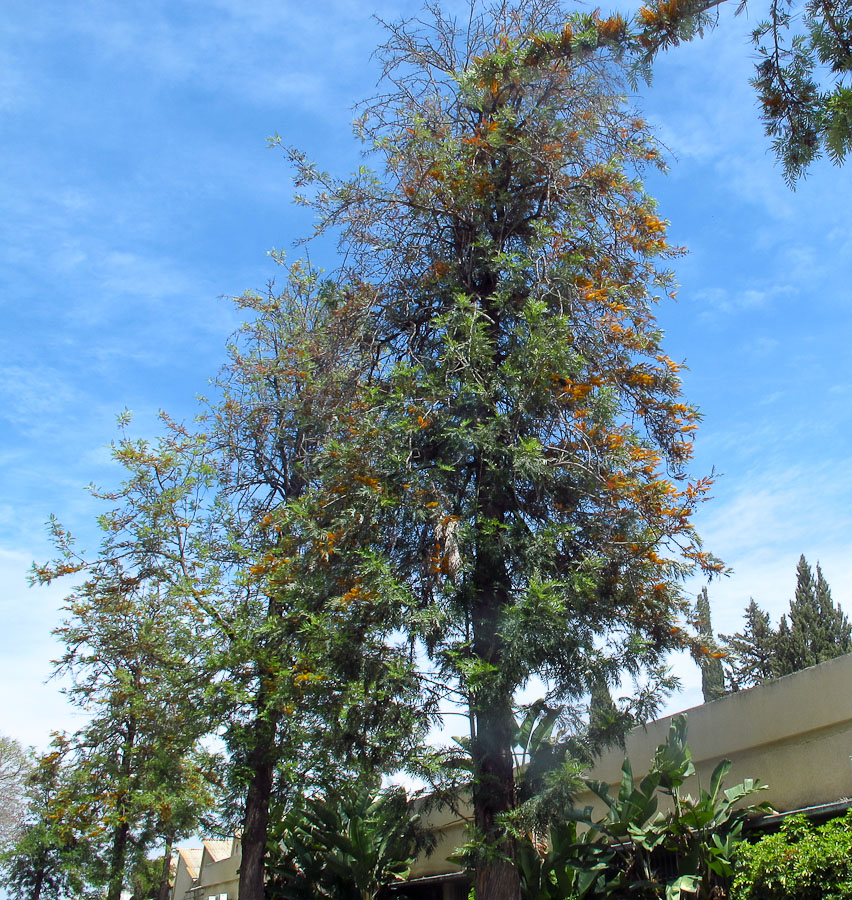 Изображение особи Grevillea robusta.