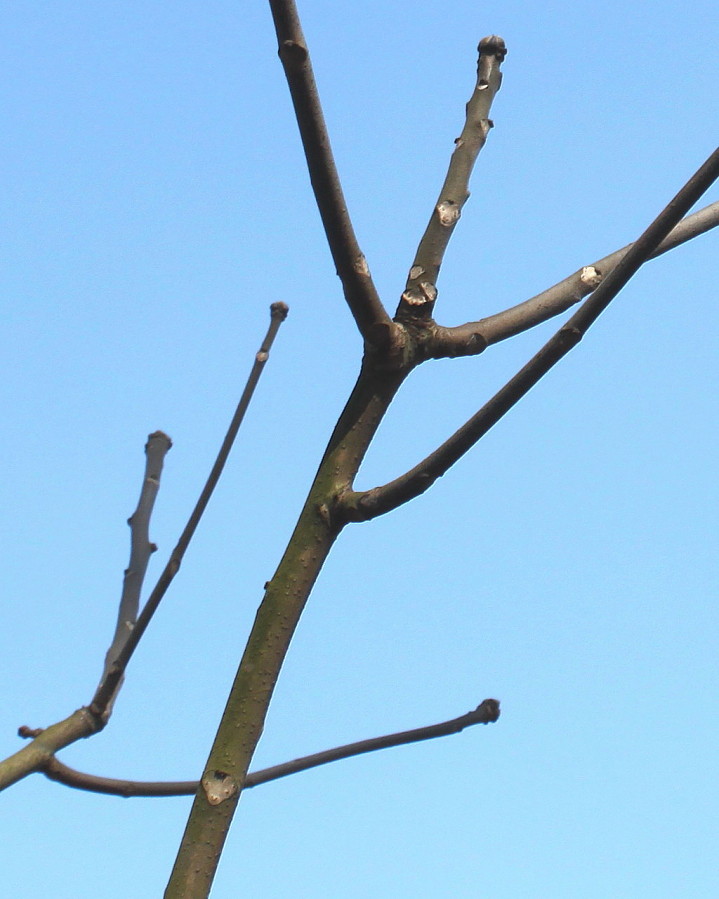 Изображение особи Toona sinensis.