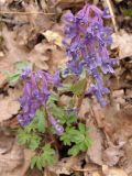 Corydalis solida