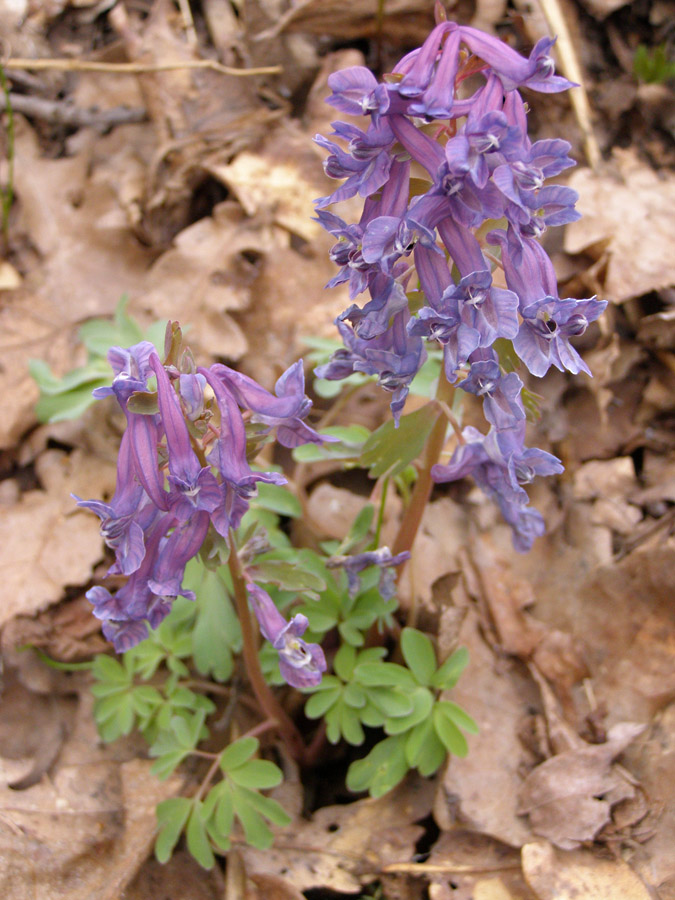 Изображение особи Corydalis solida.