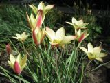 Tulipa clusiana