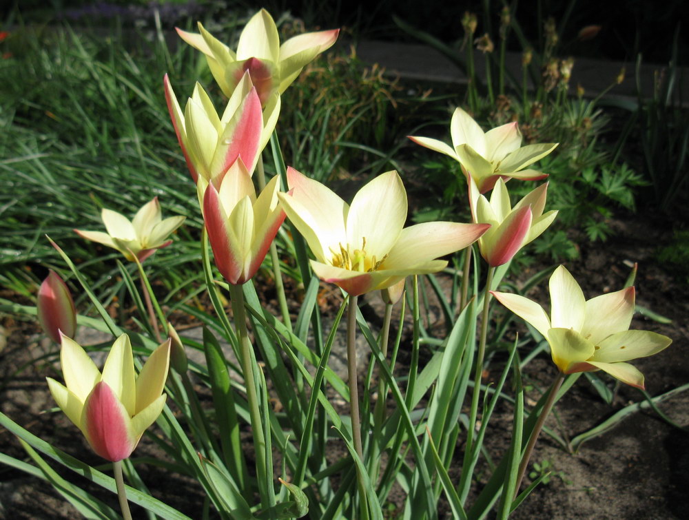 Image of Tulipa clusiana specimen.